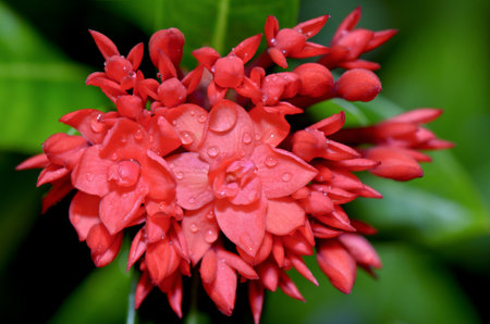 Red flower of Ixora chinensis Lamk   West Indian Jasmine   smaller than normal in Thailand