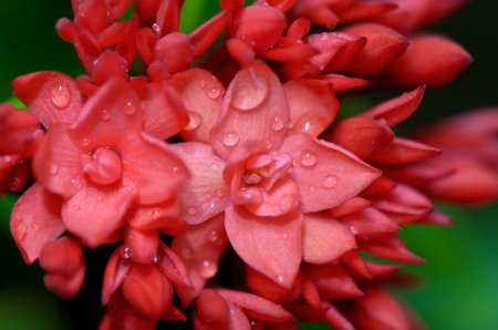 Close up red flower of Ixora chinensis Lamk   West Indian Jasmine   smaller than normal in Thailandの写真素材