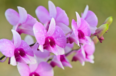 Dendrobium orchid hybrids is white and pink stripes in Thailandの写真素材