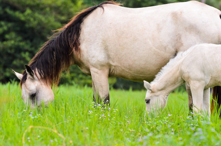 Close up white horse mare and foal grazing in a field of grass, Thailandの写真素材