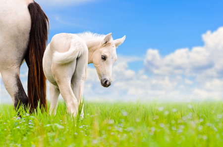 White horse mare and foal looking with suspicion on blue sky backgroundの写真素材