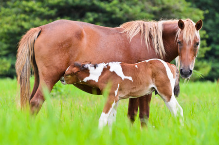 Horse foal suckling from mare in the pasture of Thailandの写真素材