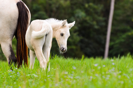 White horse foal looking with suspicion in the pasture of Thailandの写真素材