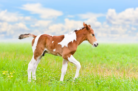 Horse foal walking in green grass on blue sky backgroundの写真素材