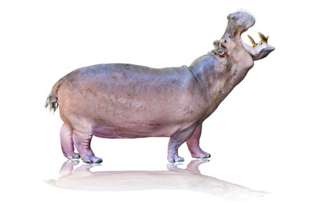 Hippos or Hippopotamus amphibious の写真素材