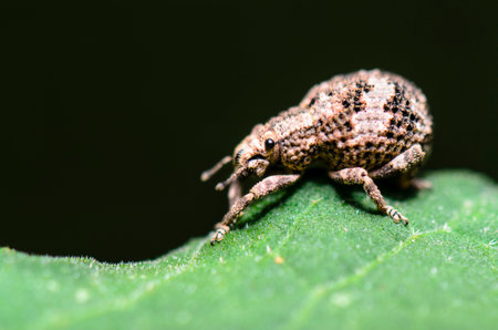 Close up Otiorhynchus Scaber or Weevil on a green leaf, taken in Thailand の写真素材