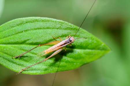 Clpse up top view brown Cricket  insect  on a green leaf, taken in Thailand の写真素材