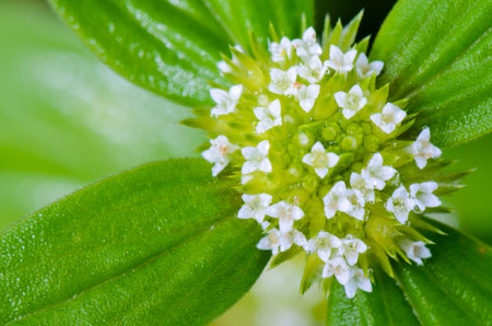 Close up top view small white flowers of Spermacoce Ocymoides or False Buttonweed, taken in Thailandの写真素材