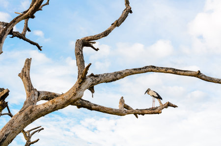 Asian Openbill  Anastomus oscitans  White bird standing alone on trees that died in the droughtの写真素材