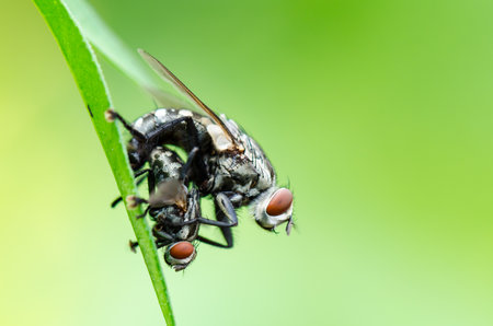 Close up Flesh Fly  Parasarcophaga ruficornis  mating on the leaf in green backgroundの写真素材