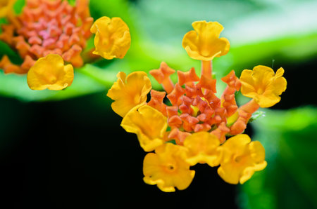 Macro small flowers bright colors of Lantana Camara  Pha Ka Krong  taken in Thailandの写真素材