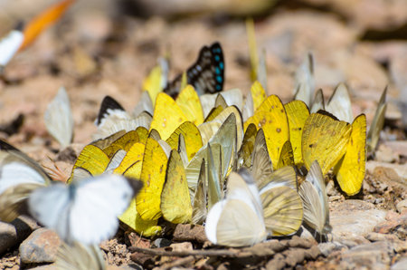 Large group of Grass Yellow or Eurema Hecabe butterfly and several species feeding on the ground の写真素材