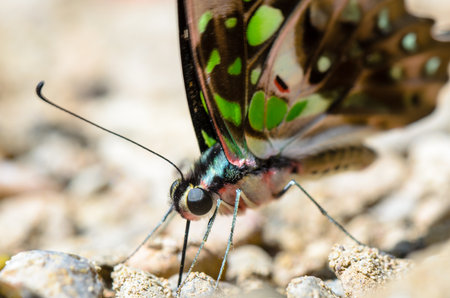 Close up Tailed Jay butterfly  Graphium agamemnon  with have green spots on wings feeding on the groundの写真素材