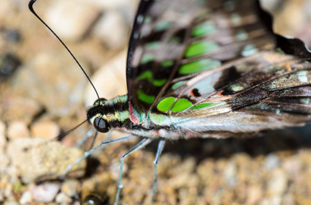 Close up Tailed Jay butterfly  Graphium agamemnon  with have green spots on wings feeding on the...