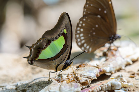 Common Nawab butterfly  Polyura athamas  with green spots on wings feeding on the groundの写真素材