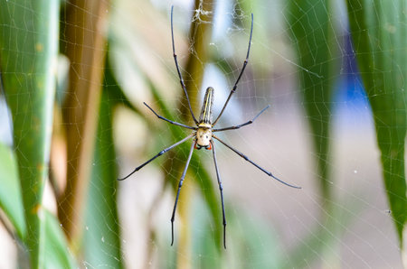Golden Orb Spider  Nephila pilipes  waiting for prey on webs in the wild, Thailandの写真素材