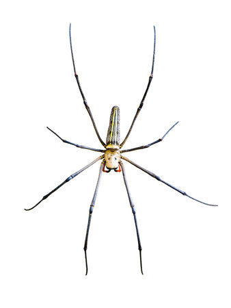 Golden Orb Spider  Nephila pilipes  isolated on white backgroundの写真素材