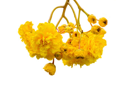 Yellow and bright flowers of Cochlospermum Regium or Double Butter Cup isolated on whiteの写真素材