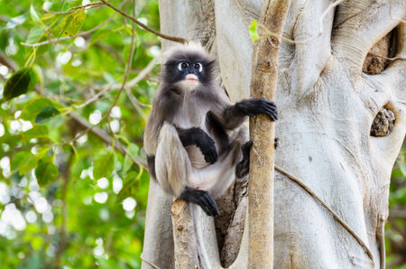 Dusky leaf, Dusky langur, Spectacled langur or Trachypithecus obscurus monkey with black and gray on tree in wilds, Thailandの写真素材