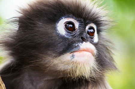 Close up face of Dusky leaf, Dusky langur, Spectacled langur or Trachypithecus obscurus monkey with black and whiteの写真素材