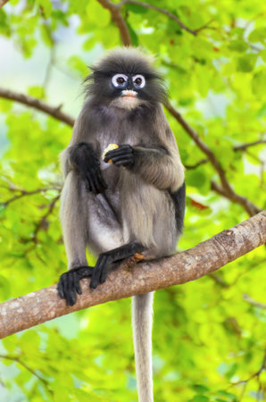 Dusky leaf, Dusky langur, Spectacled langur or Trachypithecus obscurus monkey with black and gray on tree in wilds, Thailandの写真素材
