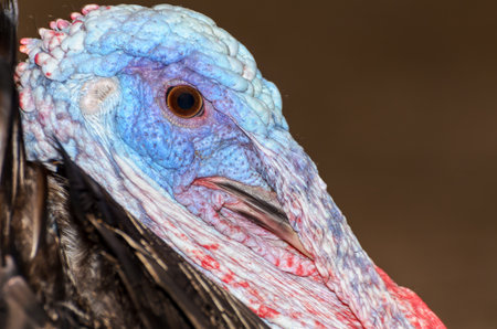 Closeup head of male wild turkey or Meleagris gallopavoの写真素材