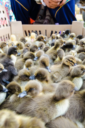 Seller and many ducklings for sale in box at Thailandの写真素材