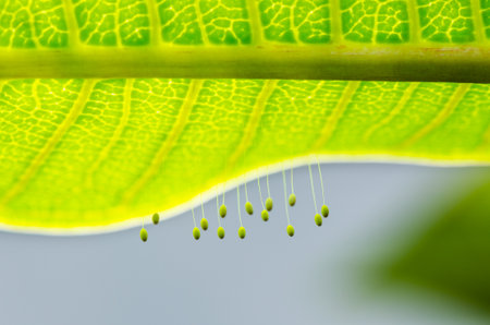 Close up small eggs and larvae insect of Golden Eye Green Lacewings that hang under leavesの写真素材