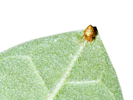 Jumping spider on green leaf at white backgroundの写真素材