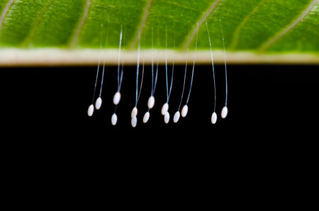 Close up small eggs and larvae insect of Golden Eye Green Lacewings that hang under leavesの写真素材