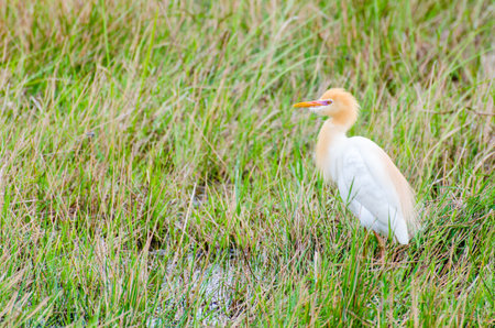 Cattle Egret (Bubulcus ibis) birds standing in a swamp on a meadow looking for food to eat.の写真素材