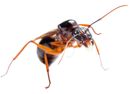 Close up of Black Carpenter Ant or Camponotus pennsylvanicus (winged male) on white backgroundの写真素材