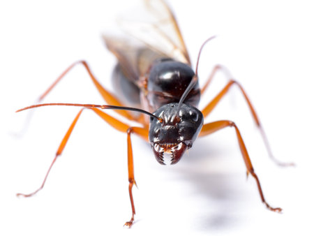 Close up of Black Carpenter Ant or Camponotus pennsylvanicus (winged male) on white backgroundの写真素材