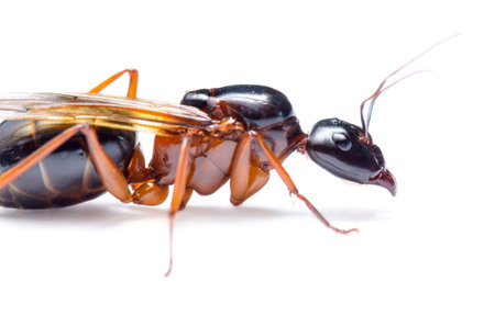 Close up of Black Carpenter Ant or Camponotus pennsylvanicus (winged male) on white backgroundの写真素材
