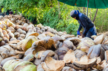Farmer cutting coconut shell for processing agricultural products at a small factory in Thailand.の写真素材
