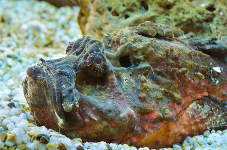 Synanceia verrucosa is a marine fish species known as the reef stonefish with venomous spine, It is...