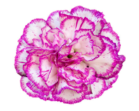 Top view beautiful multicolor carnation flower isolated on white backgroundの写真素材