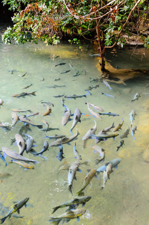 Soro brook carp fish or Neolissochilus stracheyi in nature, Mae Hong Son Province, Thailandの写真素材