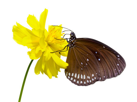 Close up Black Kaiser butterfly ( Penthema binghami ) seeking nectar at yellow Cosmos flower isolated on white background with clipping Pathの写真素材