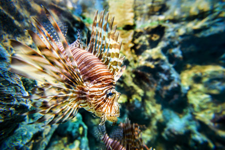 Lionfish or devil firefish Pterois miles is a sea fish exotic and beautifulの写真素材