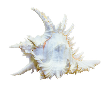 Shell of Chicoreus Ramosus, Ramose Murex or Branched Murex, is a species of predatory sea snail, marine gastropod mollusk in the family Muricidae isolated on white background with clipping pathsの写真素材