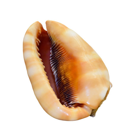 Shell of Cypraecassis Rufa or Bull Mouth Helmet is a species of sea snail, marine gastropod mollusk in the family Cassidae isolated on white background with clipping pathsの写真素材