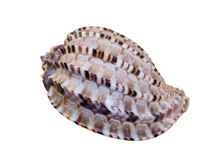 Shell of Articulate Harp or Harpa Articularis is a species sea snail, marine gastropod mollusk isolated on white background with clipping pathsの写真素材