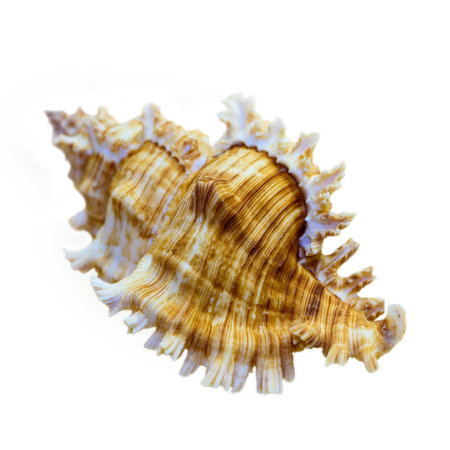 Shell of Murex Saulii or Chicoreus Saulii is a species of sea snail, a marine gastropod mollusk in the family Muricidae isolated on white background with clipping pathsの写真素材
