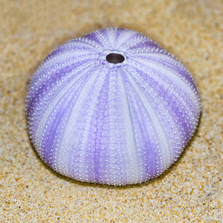Colorful shell of Sea Urchin or Urchin is round and spiny with purple and white on sandの写真素材
