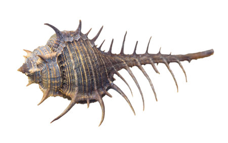 Shell of Murex Altispira or Caltrop Murex is a species sea snail, marine gastropod mollusk isolated on white background with clipping pathsの写真素材