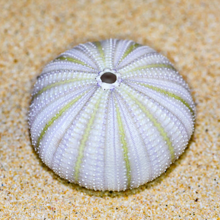 Colorful shell of Sea Urchin or Urchin is round and spiny with white and green on sandの写真素材