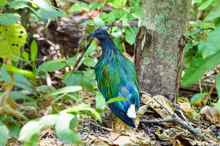Nicobar pigeon, Nicobar dove or Caloenas nicobarica are birds that live on the island, Shooting in a forest on Koh Miang in Mu Koh Similan National Park, Phang Nga Province, Thailandの写真素材