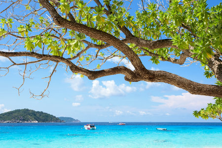 Beautiful blue sea looking through twigs and green leaves from the beaches of Koh Miang island is a attractions famous for diving in Mu Ko Similan National Park, Phang Nga Province, Thailandの写真素材
