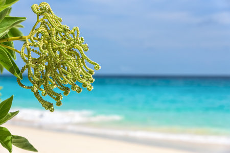 Flower of Argusia argentea or Heliotropium foertherianum on beautiful landscapes of sea and beach background under blue sky in summer at Miang island, Mu Ko Similan National Park, Phang Nga, Thailandの写真素材